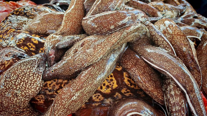 Close-up, pile of moray eels (muraena helena) patterned skin structures in close-up, Mindelo fish market, Mindelo, Sao Vicente, Cabo Verde, Cape Verde, Cape Verde Islands