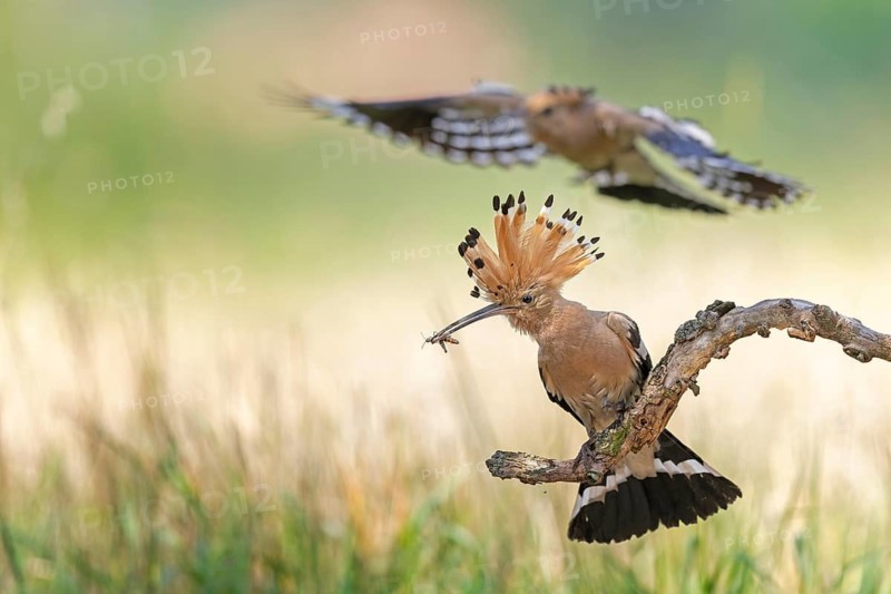 Hoopoe (Upupa epops) Bird of the Year 2022, male, female, pair, bridal gift, prey, foraging, interaction, courtship, mating, landing on branch, erected canopy, sunrise, interaction, food transfer, climate change, Middle Elbe Biosphere Reserve, Saxony-Anhalt, Germany