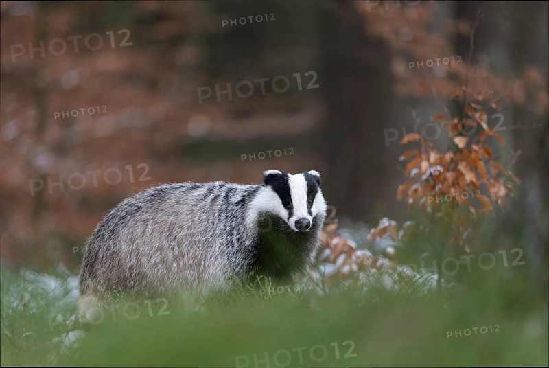 European badger (Meles meles), Bitburg, Rhineland-Palatinate, Germany