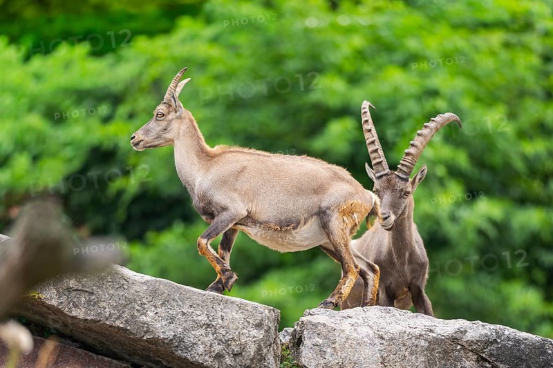Alpine ibex (Capra ibex), male and female on a rock, Bavaria, Germany