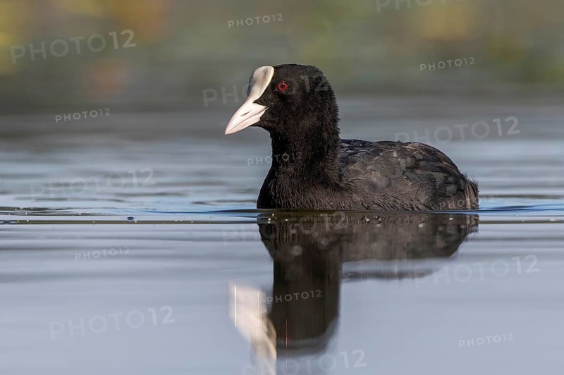 Eurasian Coot (Fulica atra), Mecklenburg-Western Pomerania, Germany