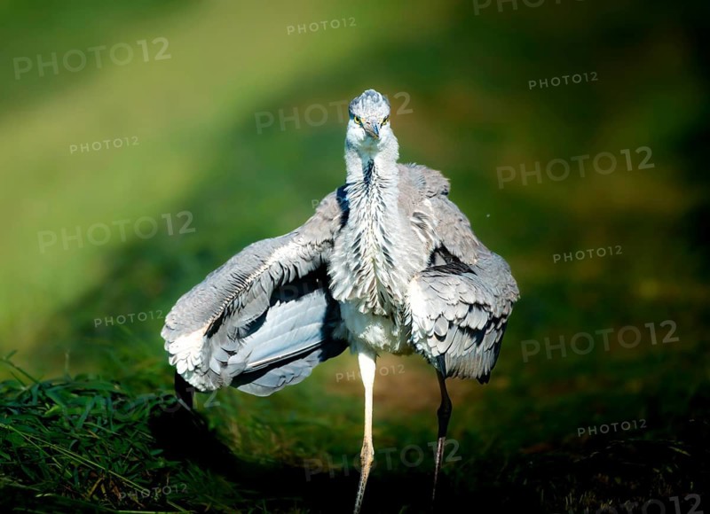 Grey heron (Ardea cinerea) striding through a mown meadow, shaking itself, Zurich, Switzerland