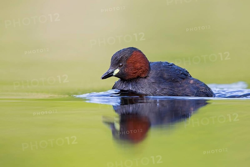 Little grebe, (Tachybaptus ruficollis), Podiceps ruficollis, animals, birds, grebe family, swimming in the water, Rosensteinpark, Stuttgart, Baden-Württemberg, Federal Republic of Germany