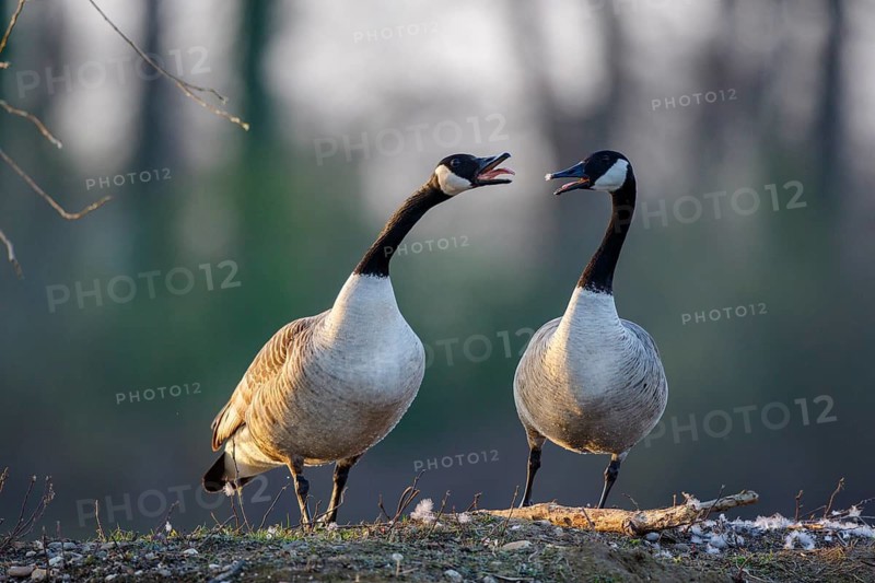 Canada Goose (Branta canadensis), North Rhine-Westphalia, Germany