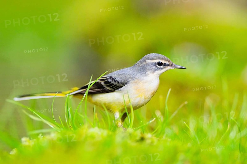 Grey Wagtail (Motacilla cinerea) hunting at a little lake in a swamp, wildlife, Germany