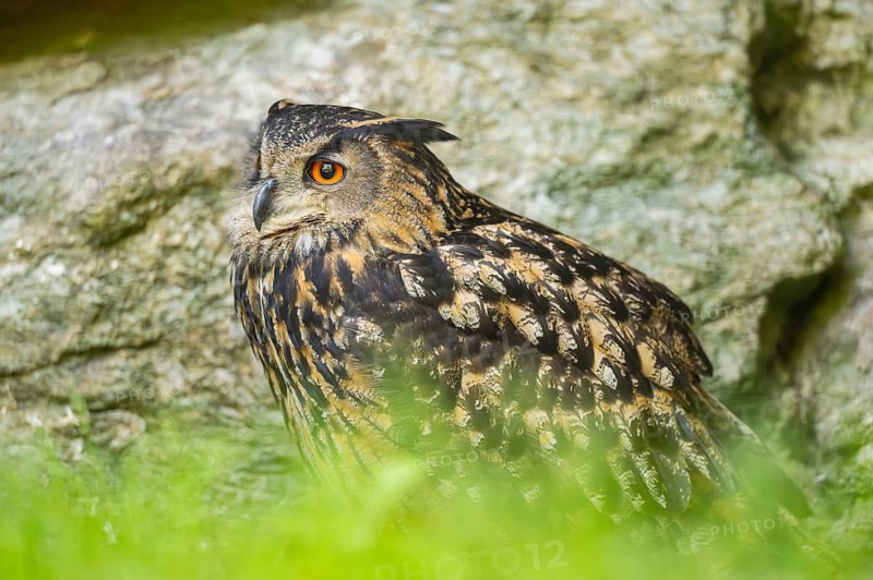 Eurasian eagle-owl (Bubo bubo) sitting on a rock in a stone wall, Bavaria, Germany