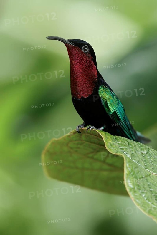 Purple-throated Carib (Eulampis jugularis) perched on a branch on the Caribbean Island of Martinique