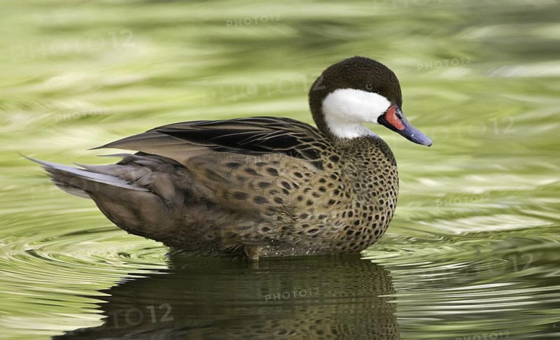 White-cheeked Pintail (Anas bahamensis), Arizona, USA