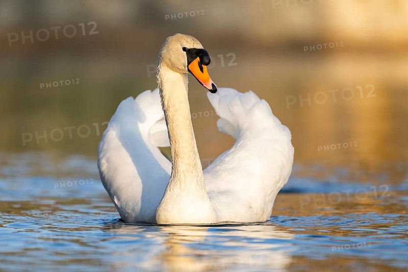 Mute swan (Cygnus olor) swimming on a lake, Bavaria, Germany