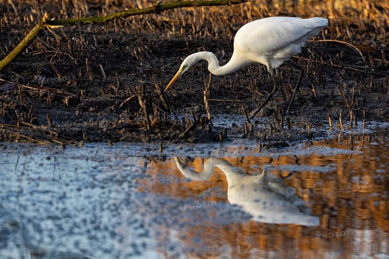 Great White Egret (Egretta alba) Germany