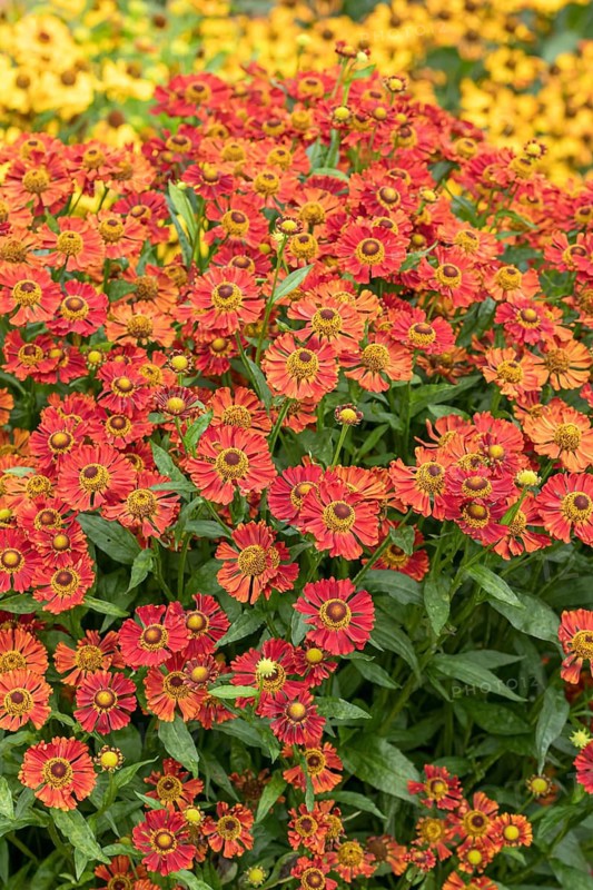 Sunflower (Helenium 'Indian Summer'), RHS Garden Bridgewater, Great Britain