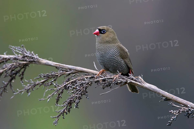 Beautiful Firetail (Stagonopleura bella) perched on a branch, Victoria, Australia