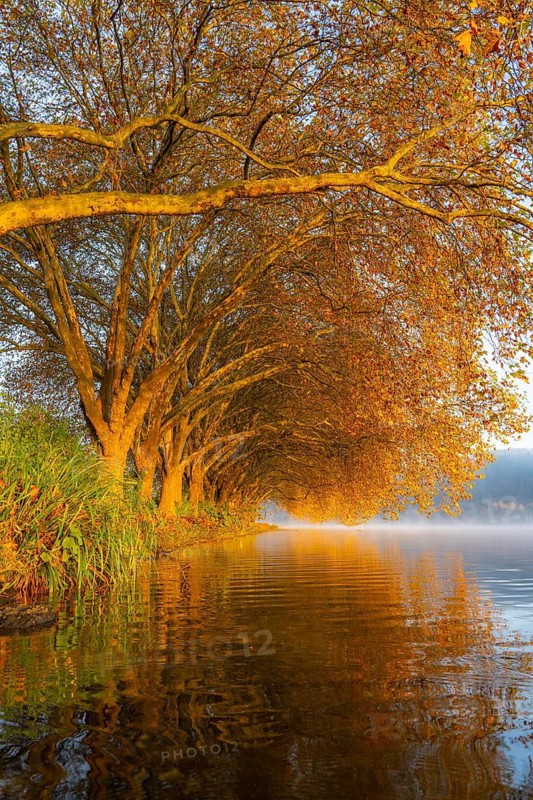 Autumn colours on the Platanen Allee, Hardenberg Ufer, lakeside path on Lake Baldeney, near Haus Scheppen, in Essen, North Rhine-Westphalia, Germany