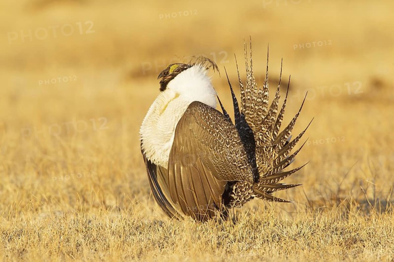 Sage Grouse (Centrocercus urophasianus) male mating, California, USA