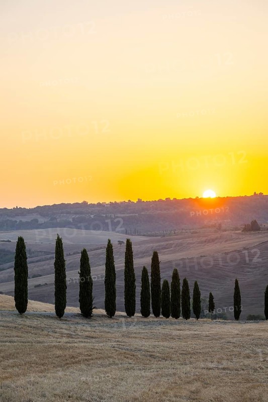 Typical Tuscan landscape in Val d'Orcia with hills, trees, fields, farmhouses and cypresses at sunrise in summer, Tuscany, Italy