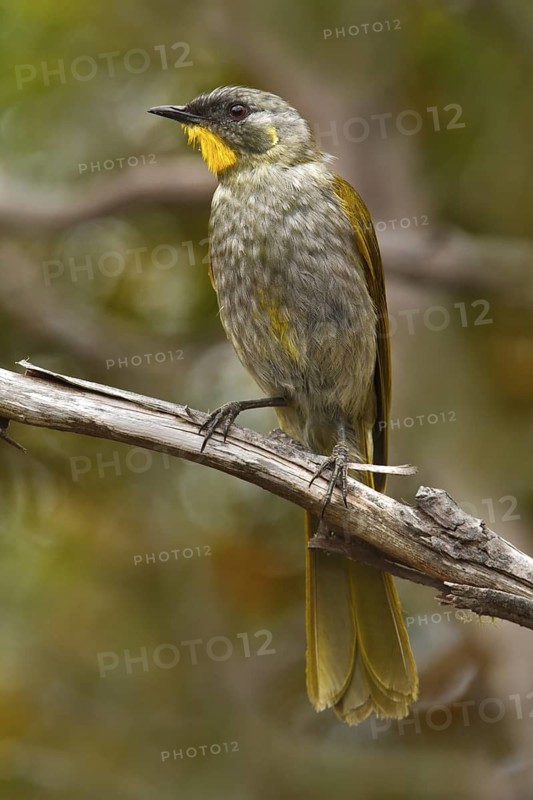 Yellow-throated Honeyeater (Nesoptilotis flavicollis), Tasmania, Australia