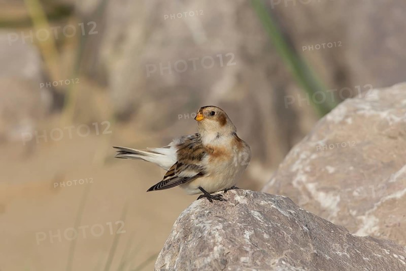 Snow Bunting (Plectrophenax nivalis), Wales, United Kingdom
