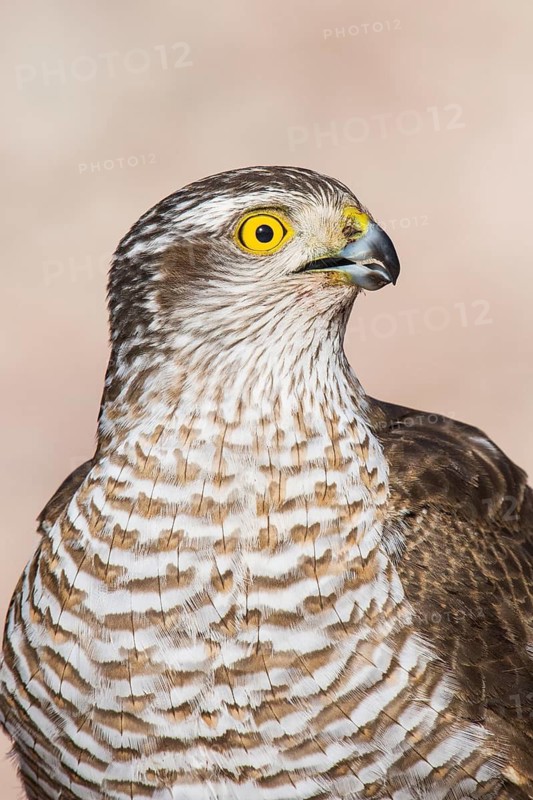 Eurasian Sparrowhawk (Accipiter nisus), Eilat, Israel