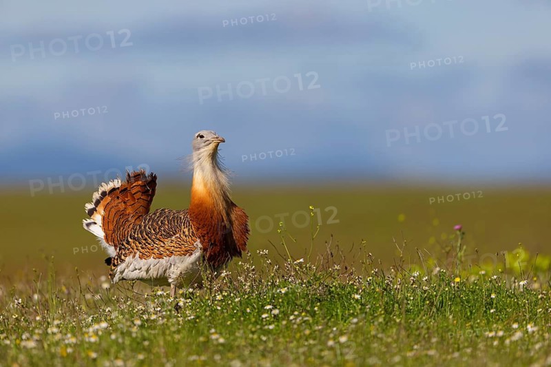 Great bustard (Otis tarda), Outarde barbue, Avutarda Común, Spain, Toledo, Hides De Calera / Great Bustard, Calera Y Chozas, Castilla La Mancha / Toledo, Spain