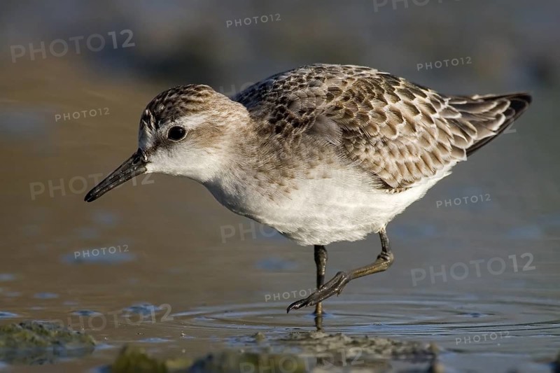 Long-toed Stint (Calidris subminuta) foraging, Western Australia, Australia
