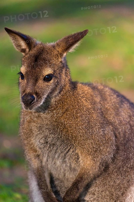 Red-necked wallaby or Bennett's wallaby (Macropus rufogriseus) with cub in her pouch, sits on a green meadow