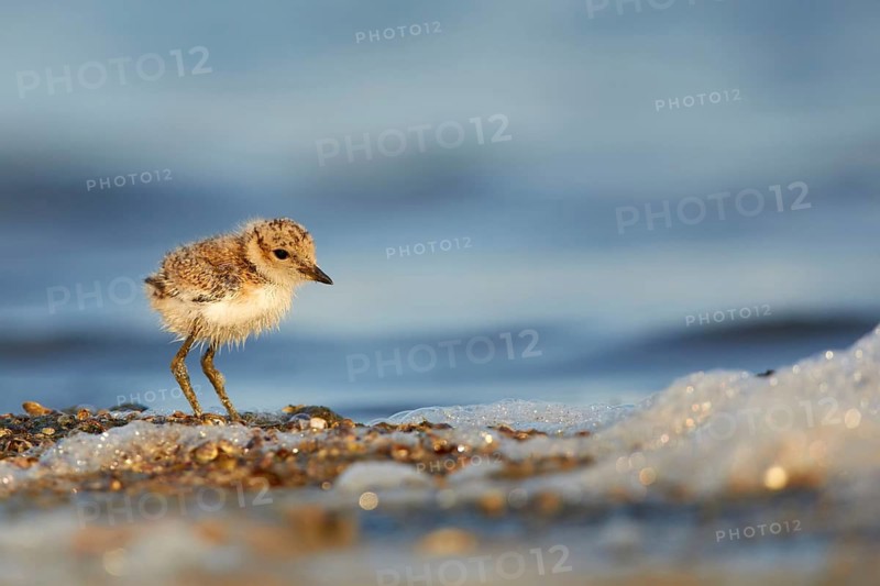 Kentish Plover (Charadrius alexandrinus) chick on beach, Spain