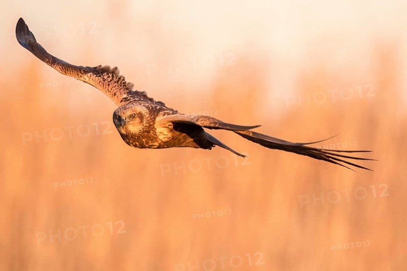 Western Marsh Harrier (Circus aeruginosus) female flying, Castile-La Mancha, Spain