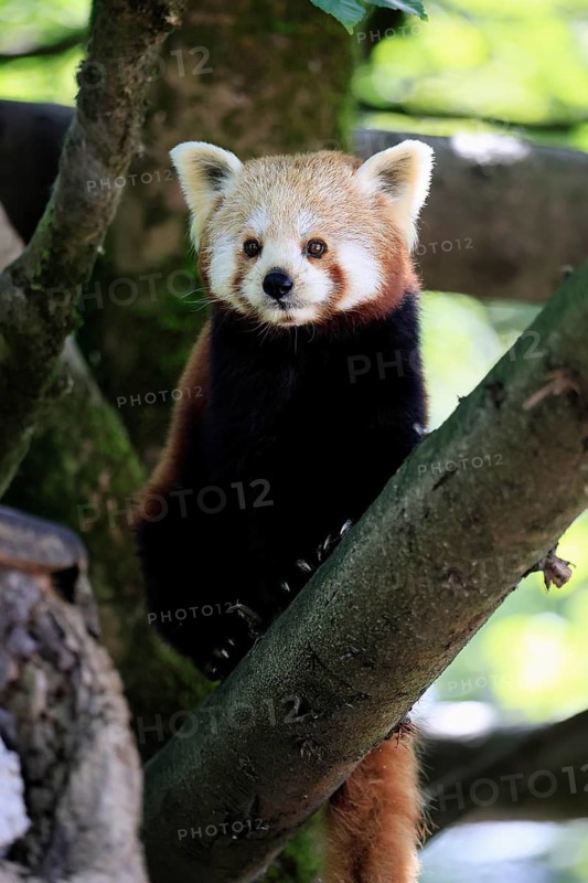 Western Red panda (Ailurus fulgens), adult, on tree, Himalayas, Central Asia