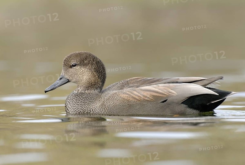 Gadwall (Mareca strepera) male, Texas, USA