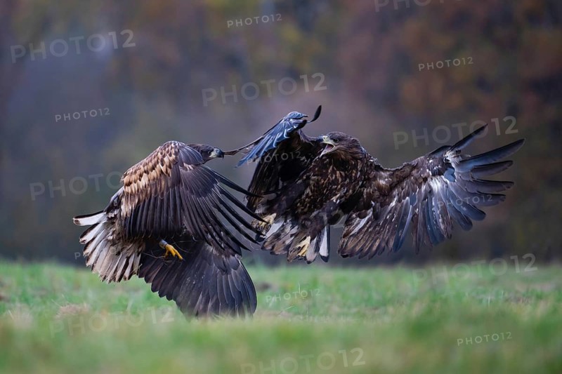 White-tailed eagle (Haliaeetus albicilla), juvenile, young white-tailed eagles fighting in flight, Podlaskie Voivodeship, Poland