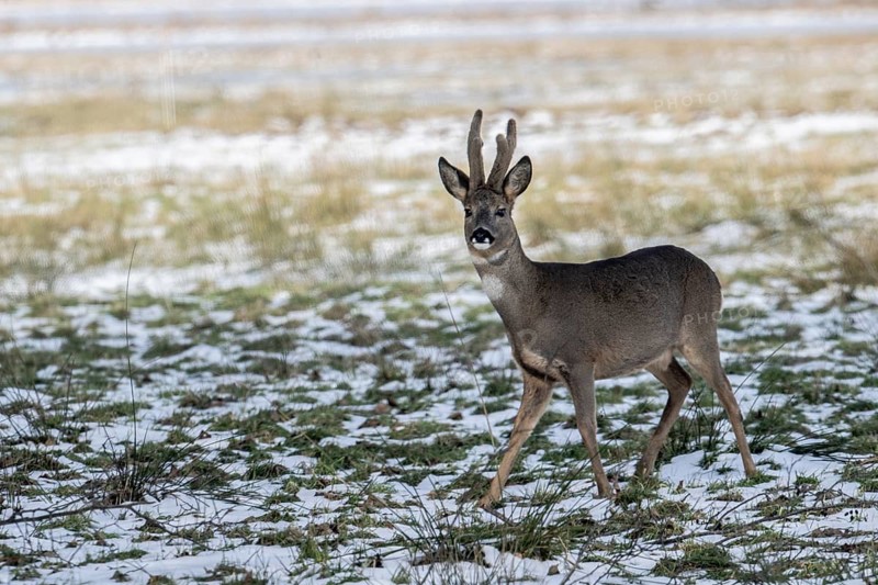 Roe deer (Capreolus capreolus), Lower Saxony, Germany
