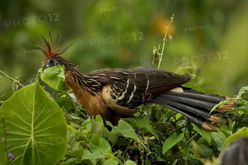 Hoatzin (Opisthocomus hoazin) feeding on leaves in tree, Orinoco Delta, Venezuela