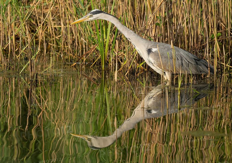 Grey heron (Ardea cinerea) foraging in the shallow water zone of a lake, Lower Saxony, Germany