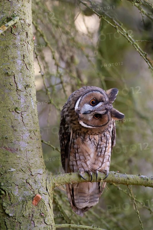 Long eared owl (Asio otus) adult bird on a pine tree branch in a woodland, England, United Kingdom