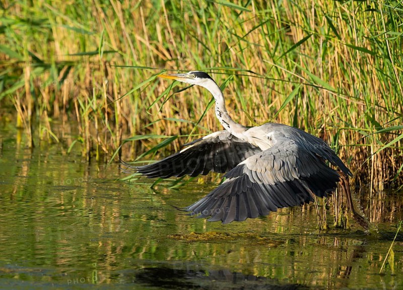 Grey heron (Ardea cinerea) taking off from a lake, Lower Saxony, Germany