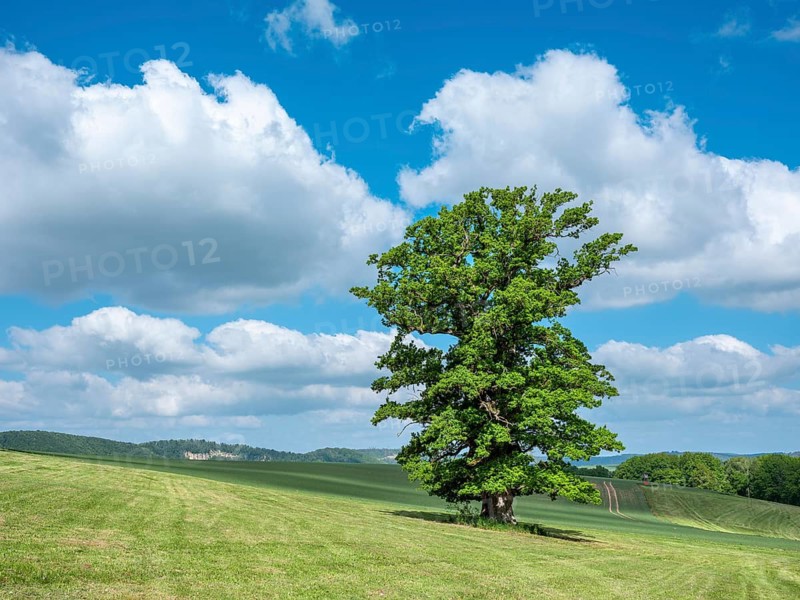 Landscape in the Thuringian Rhön, meadow with old giant solitary oak (Quercus robur) in spring under a blue sky with cumulus clouds, natural monument, Thuringia, Germany