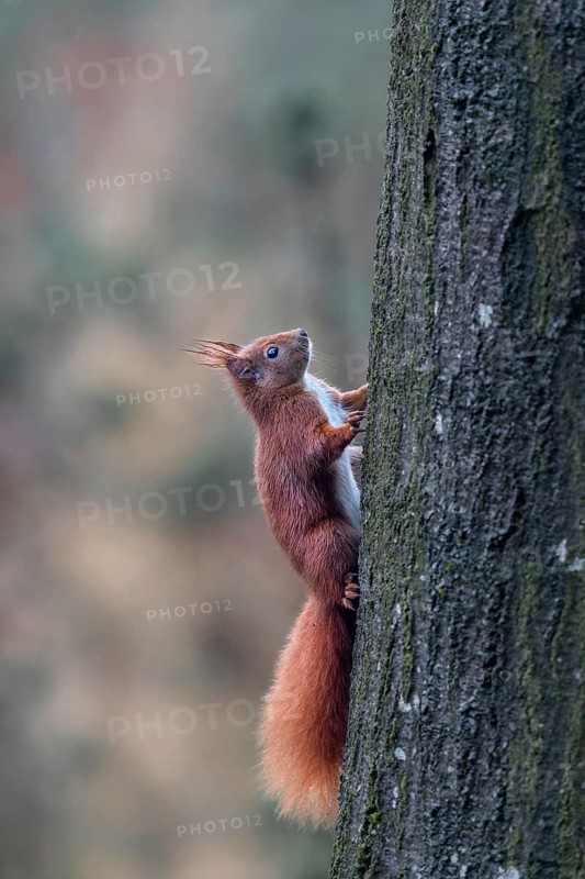 Despite a large handicap, this squirrel (Sciurus vulgaris) is in excellent health, the eye on the other half of the face is missing, food, sweet, cute, December, Germany