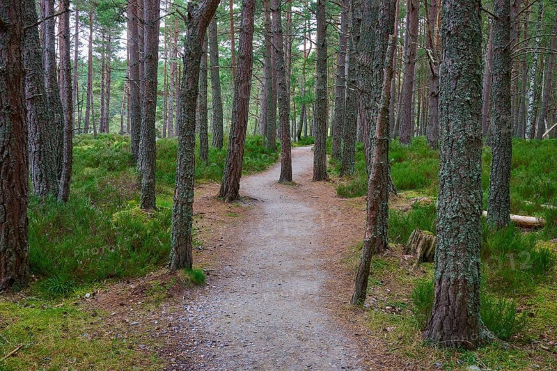 Hiking trail in a quiet forest with tall trees and green soil, Loch Garden, Nethy Bridge, Scotland, United Kingdom, Great Britain