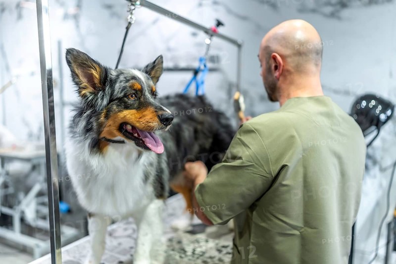 Professional groomer carefully brushing the fur of a border collie dog standing on a grooming table, providing specialized pet care and hygiene services in a clean salon environment