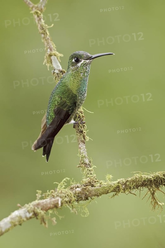 Green-crowned Brilliant (Heliodoxa jacula), Ecuador