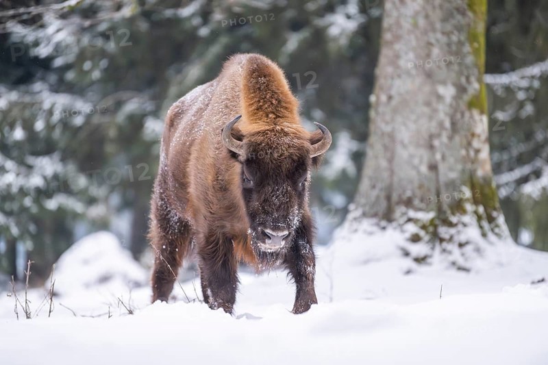 European bison (Bison bonasus) or Wisent standing on a meadow next to the forest in winter, snow, Bavaria, Germany