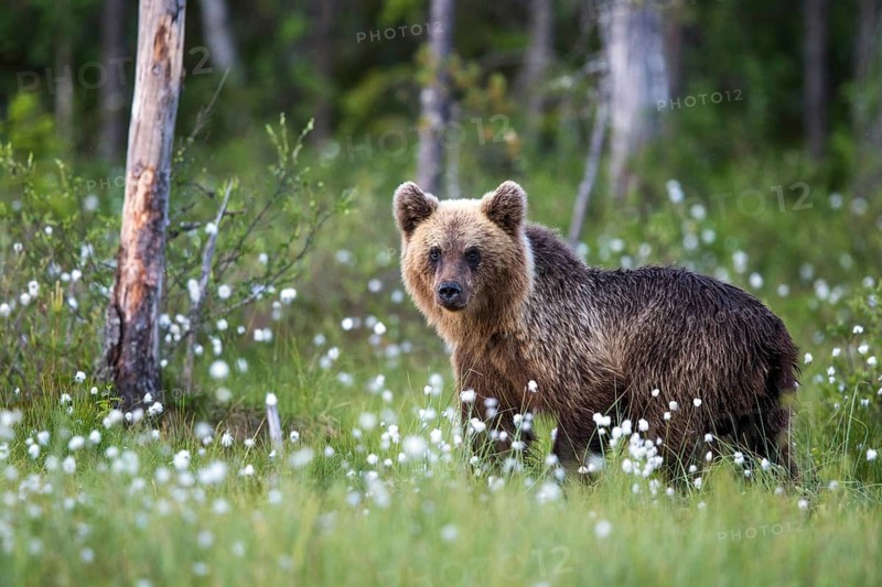 European brown bear (Ursus arctos), Europe, Scandinavia, Finland