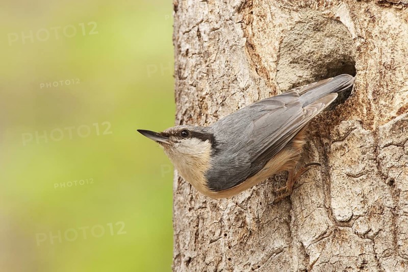 Eurasian Nuthatch (Sitta europaea) at nest, Switzerland