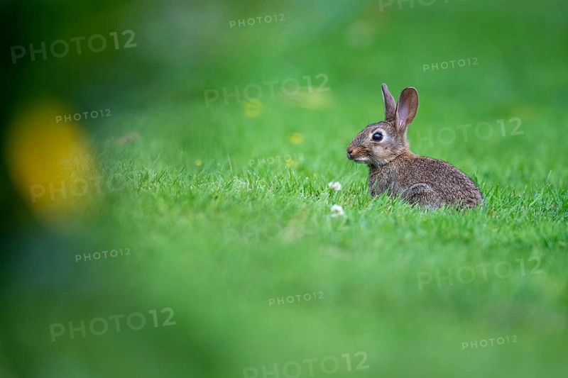 Wild rabbit (Oryctolagus cuniculus), Stapelfeld, Cloppenburg, Lower Saxony, Germany