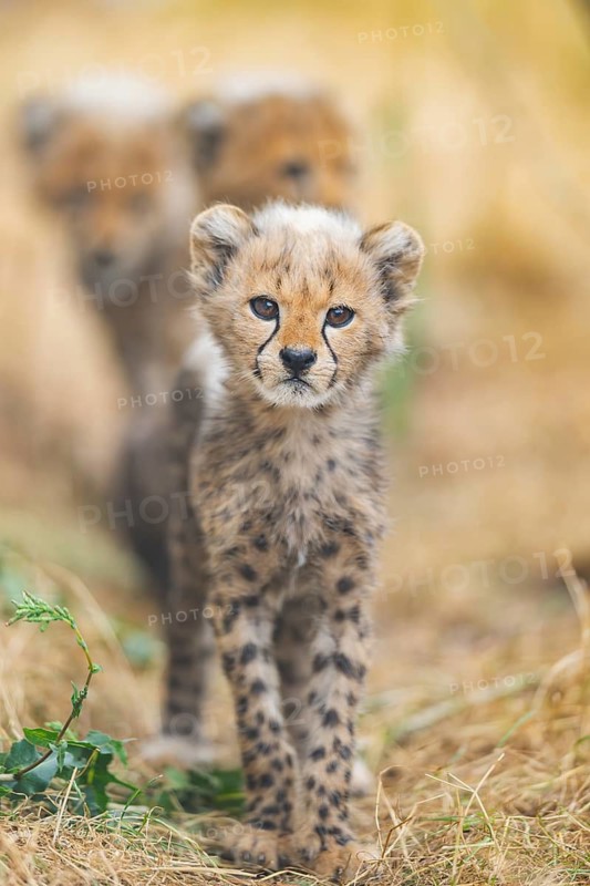 Cheetah (Acinonyx jubatus) youngster standing on a meadow, captive, occurrence Africa