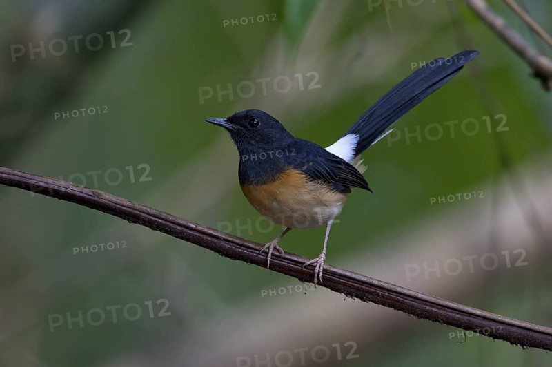 White-rumped Shama (Copsychus malabaricus) female, Malaysia