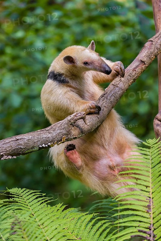 One southern tamandua (Tamandua tetradactyla), climbs up a tree in a forest