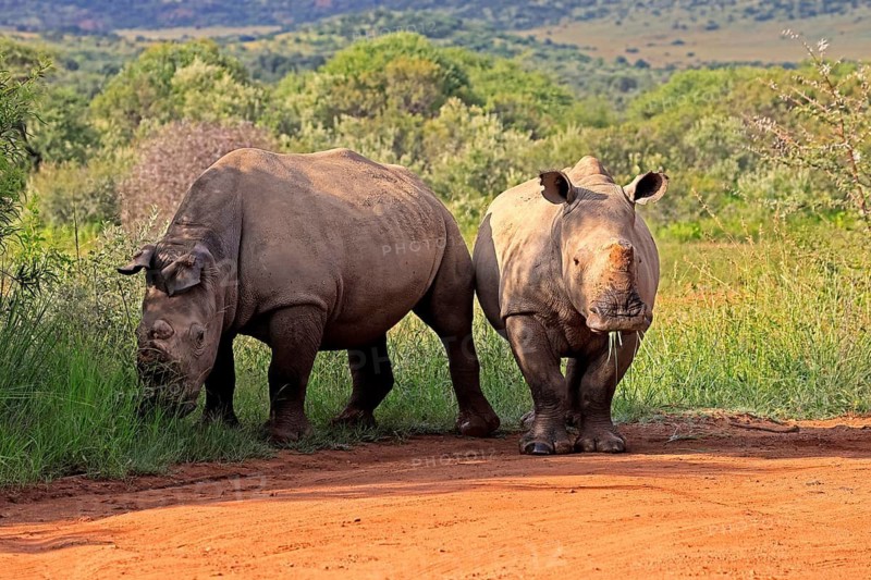 White rhino (Ceratotherium simum), white rhino, adult, two rhinos, foraging, dehorned, horn removed, Pilanesberg National Park, North West Province, South Africa, Africa, Germany