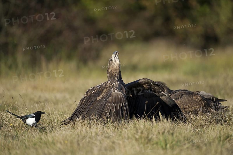 White-tailed Eagle (Haliaeetus albicilla) juvenile, Poland