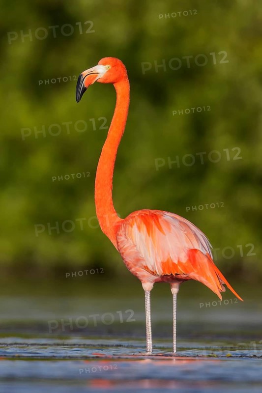 American flamingo (Phoenicopterus ruber) feeding in a lagoon in Cuba